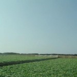 mazrou3at