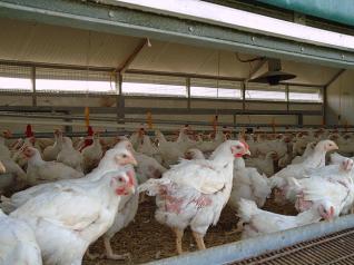 chicken_farm_721107116